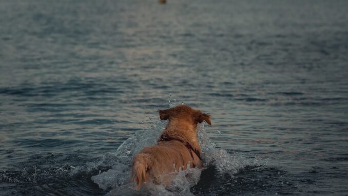 uploaded-image-bostanci-1696962070401